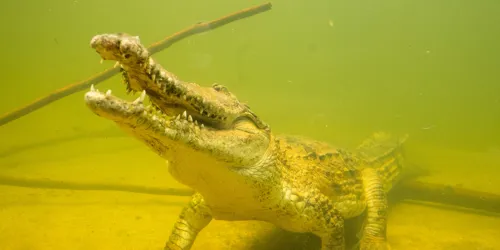 Freshwater Crocodiles Explore Their New Home At WILD LIFE Sydney Zoo Image 9