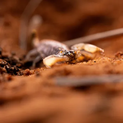 Scorpion 1