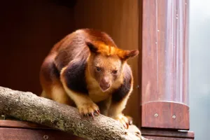 Fun Facts about Tree Kangaroo - WILD LIFE Sydney Zoo