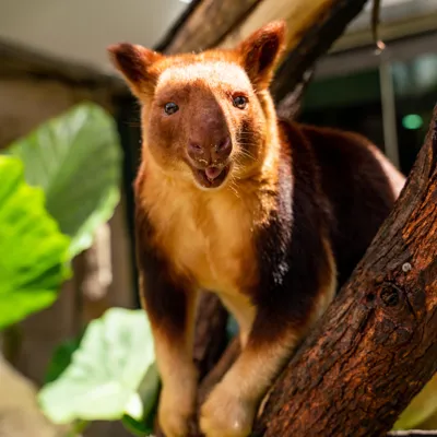 Watch Tree Kangaroo Australian Native Animals at WILD LIFE Sydney Zoo