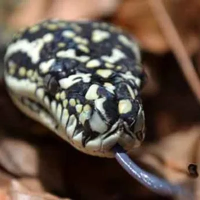 Diamond Python 4