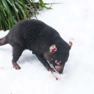 Tassie Devil Mirrin In The Snow Portrait WILD LIFE Sydney Zoo