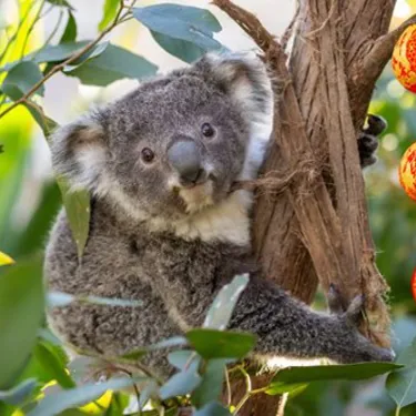 WLS Koala LNY