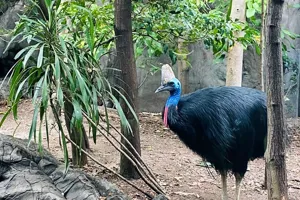 WL Cassowary