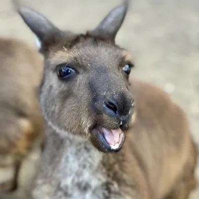 Kangaroo KIRBY at Kangaroo Island Kangaroos