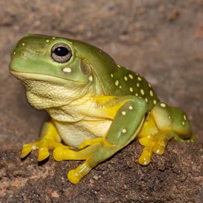 Magnificent Tree Frog