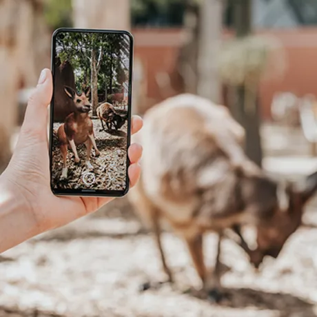 Kangaroo Google Ar 800X590
