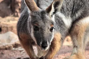 Yellow Footed Rock Wallaby6