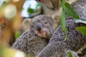 Koalajoey 5654 Benholgate