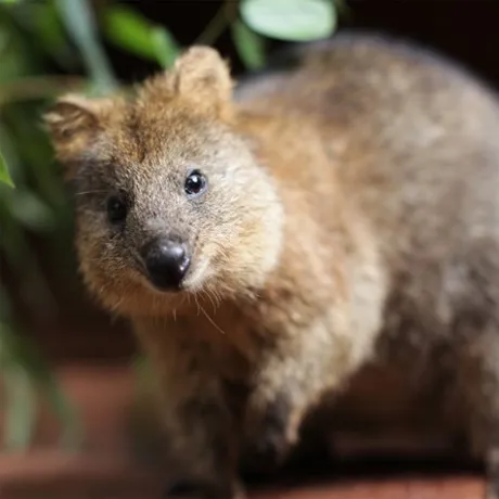 quokka