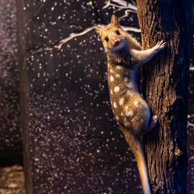 Eastern Quoll 2 WILD LIFE Sydney Zoo