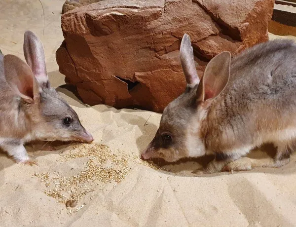 Shiny And Friend