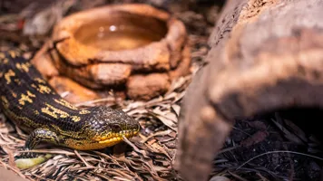 Blotched Blue Tongue Inspects Lizard Lounge WILD LIFE Sydney Zoo