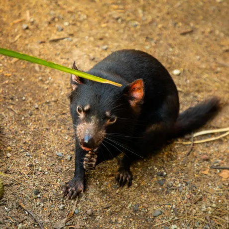 Dharra The Tasmanian Devil 10