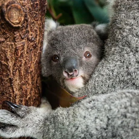 Koalajoeyparker Benholgate 5114