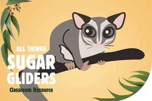 All Things Sugar Gliders Banner 1200X800