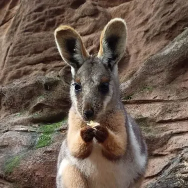 Rock Wallabies