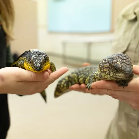 Hans The Blue Tongue And Speckles The Shingleback
