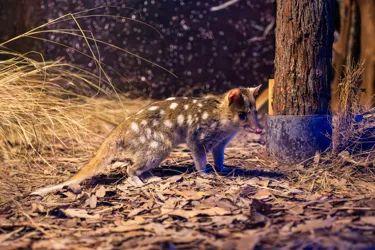 Eastern Quoll 3 WILD LIFE Sydney Zoo