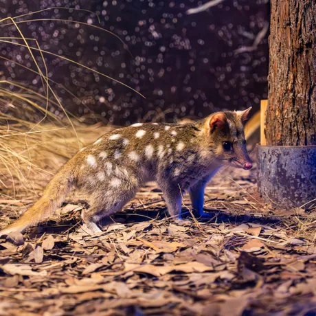 Eastern Quoll 3 WILD LIFE Sydney Zoo