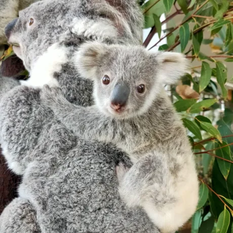 WL Koala Joey Snow 1