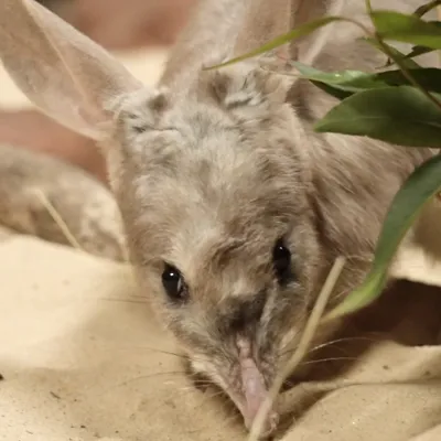WL Bilby Opal 3