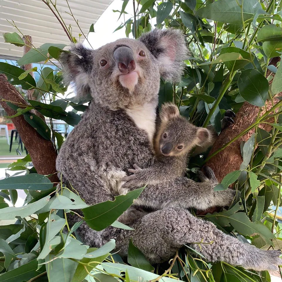 Koala With Joey Photo