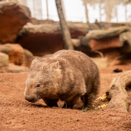 WLSZ Wombat 35