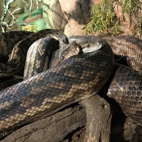 Scrub pythons’ Eyes turn blue - - WILD LIFE Sydney Zoo