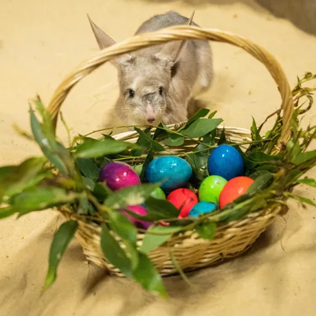 WLSZ BILBY 7