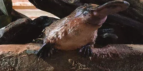 Jackie Platypus