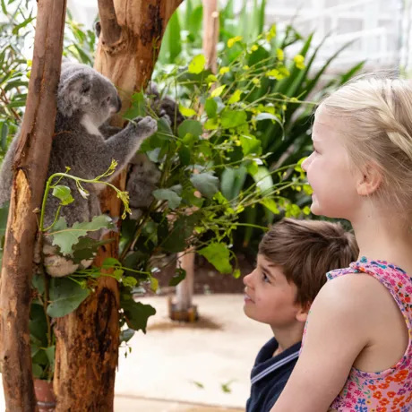 WLS Koala And Children