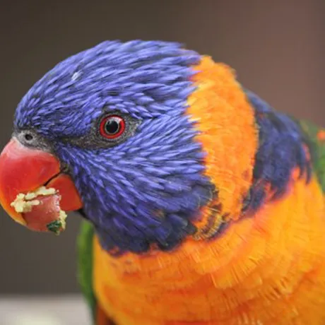 WLS Lorikeet