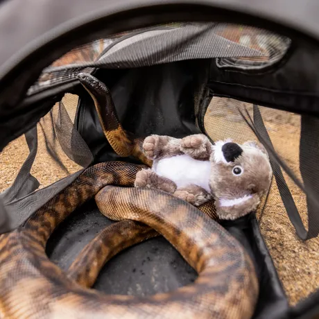 SNAKE RAW 4