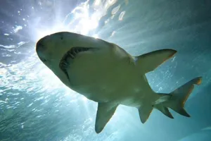 SL Shark