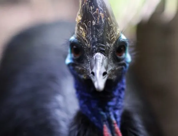 Cassowary2