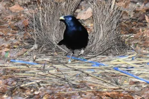 WLS Bower Bird