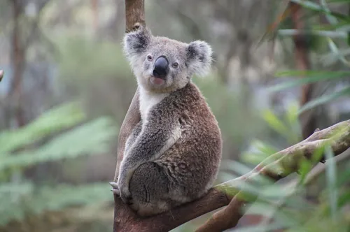 Koala smelling the air