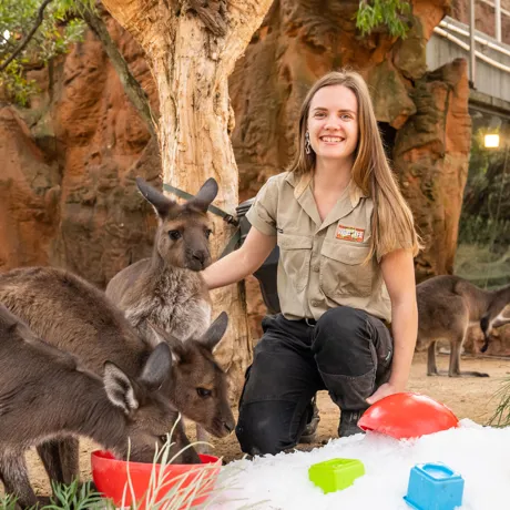 Keeper Mikaela Preston With Mob Of Kangaroos WILD LIFE Sydney Zoo Welcomes Winter