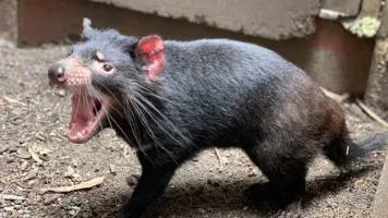 Tasmanian Devils