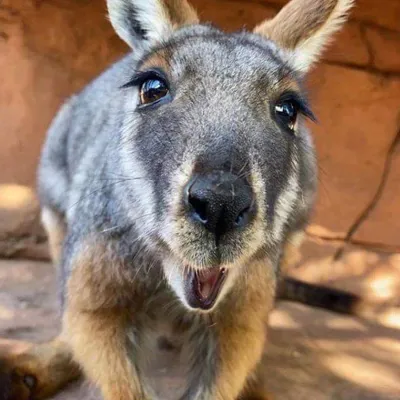 Yellow Footed Rock Wallaby3