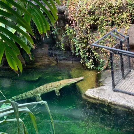 Croc in pool