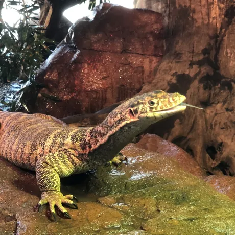 Stefan Stickstongueout WILDLIFE Sydneyzoo
