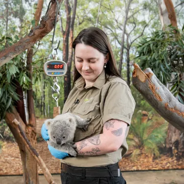 Koala Keeper Lily Williams Prepares To Weigh Koala Joey (1) WILD LIFE Sydney Zoo