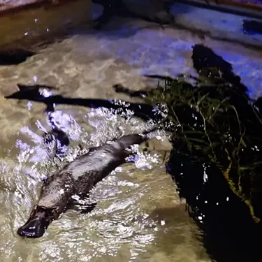 Platypus Mack Swimming