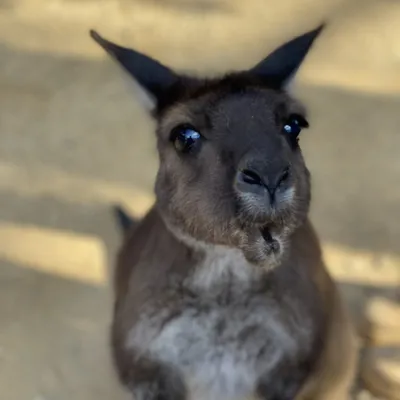 Kangaroo DOT - the first Kangaroo Island Kangaroos
