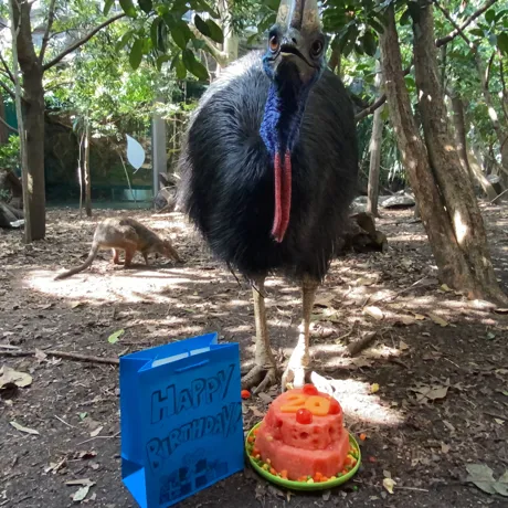 WL Cassowary With Bag And Cake 2