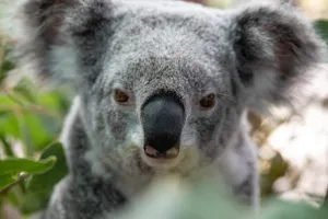 Koalajoey 5313 Benholgate