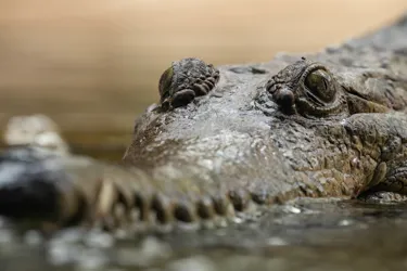 Freshcrocs 9350 Benholgate