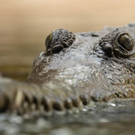 Freshcrocs 9350 Benholgate